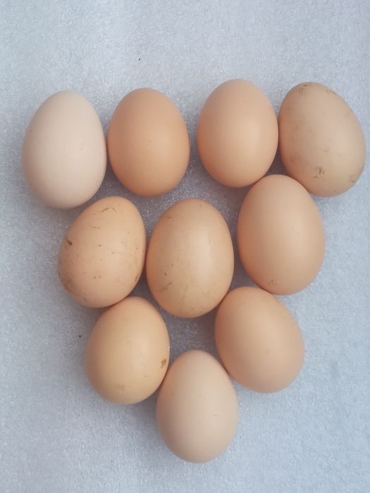 Продам инкубационное домашнее куриное яйцо