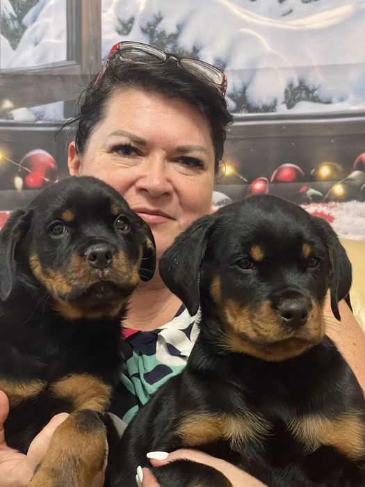 Ротвейлеры