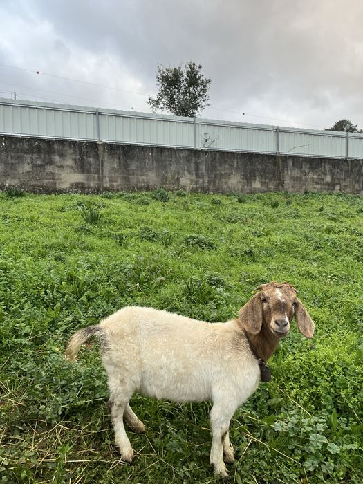 Cabra Boer Pura 9 meses