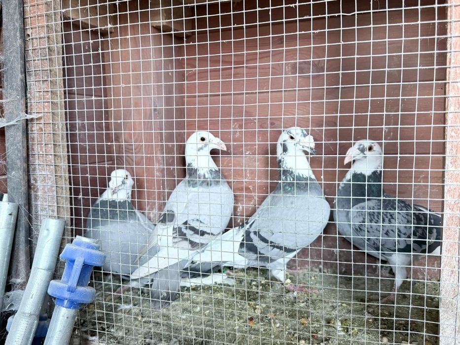 Gołębie Staropolskie