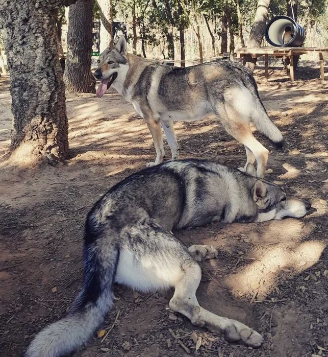 Cão Lobo Checoslovaco Fêmea