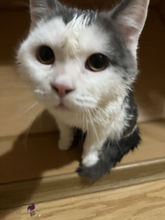 Котик наполовину висловухий