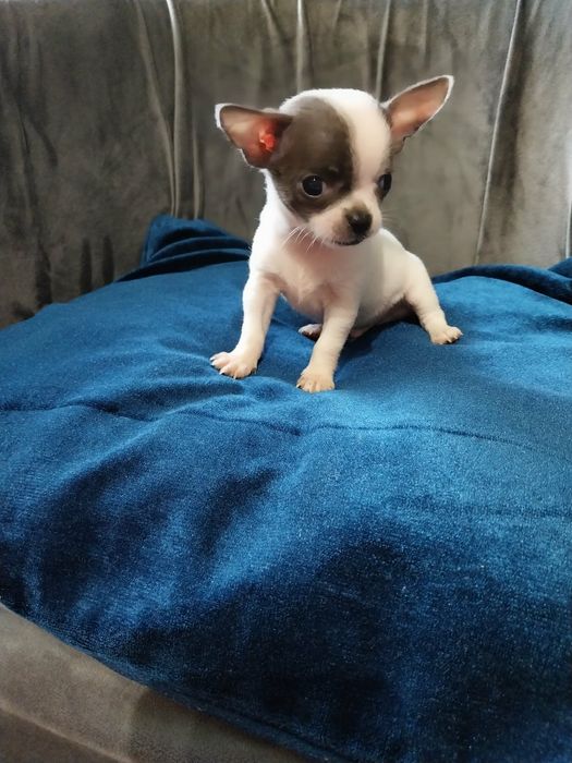 Chihuahua śliczny mini piesek !