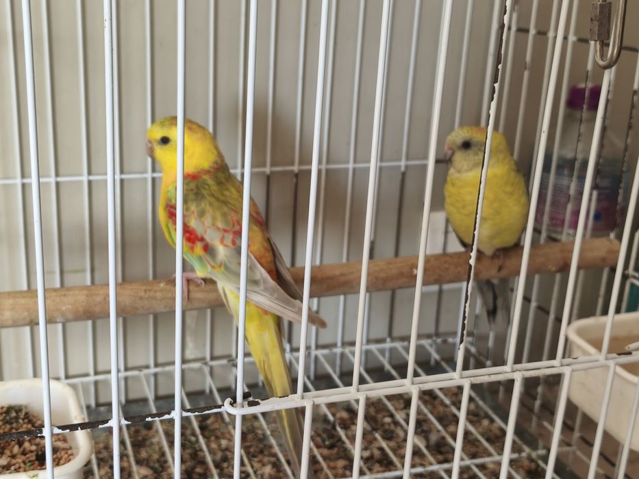 Marianinhas casal, casal roselas...