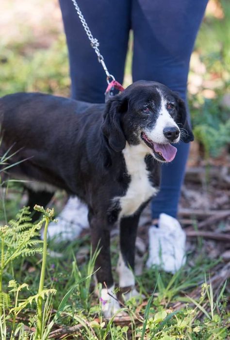 Moca - cachorra de porte médio para adoção