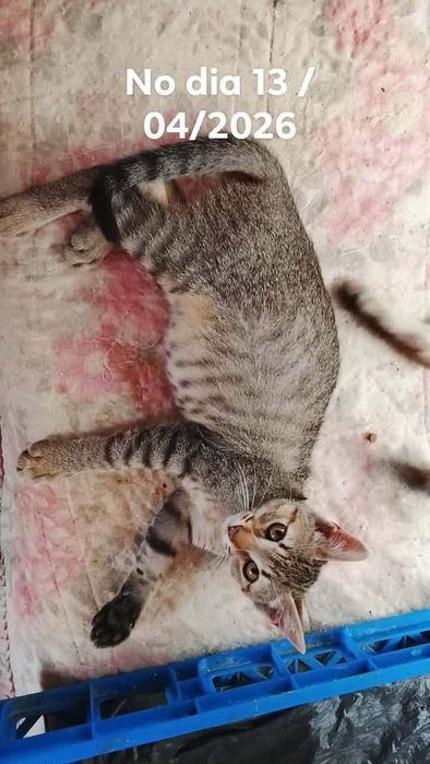 Dar se gatinhos urgente