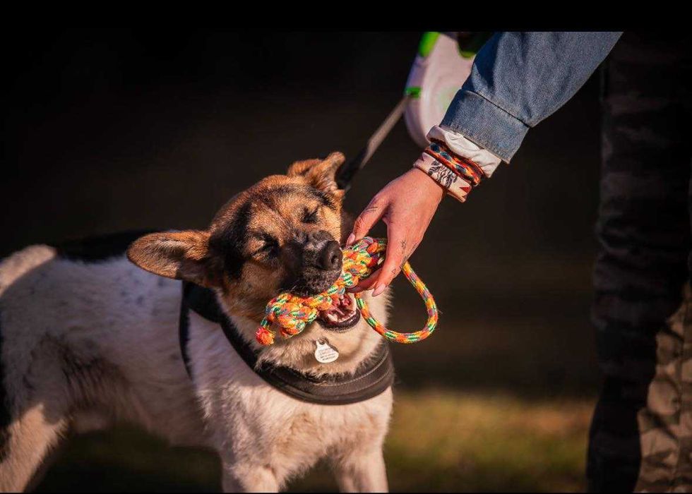 Kajtek porzucony szuka domu grzecznościowo -aktualne