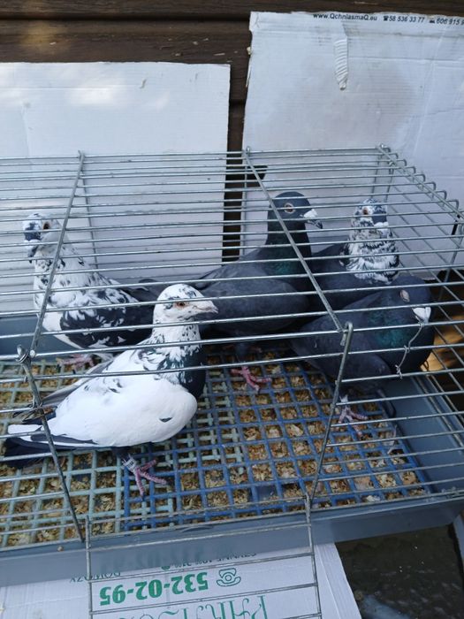 Gołębie pocztowe , samce