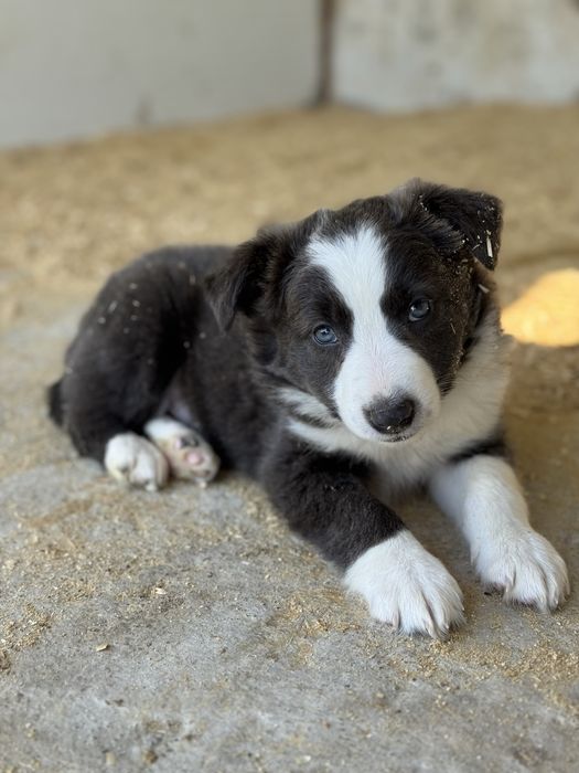 Border Collie Cinza