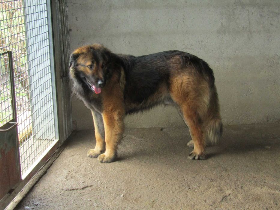 Cão Serra da Estrela com Pedigree/Afixo