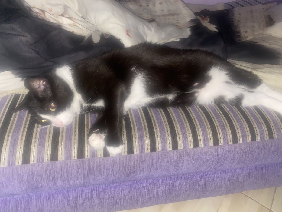 Opieka nad pieskiem lub kotkiem