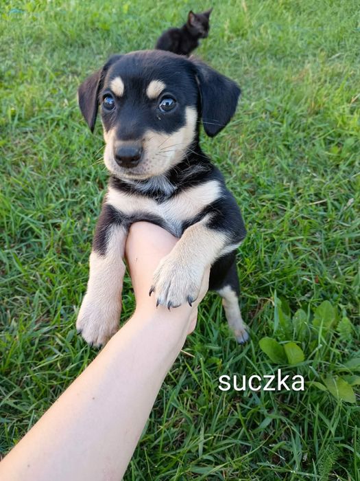 Oddam pieski w dobre ręce