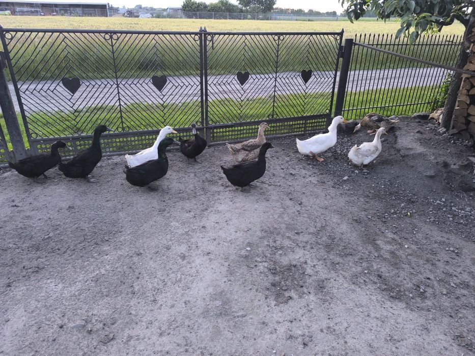 Sprzedam kaczuszki Kajuga,Pekin