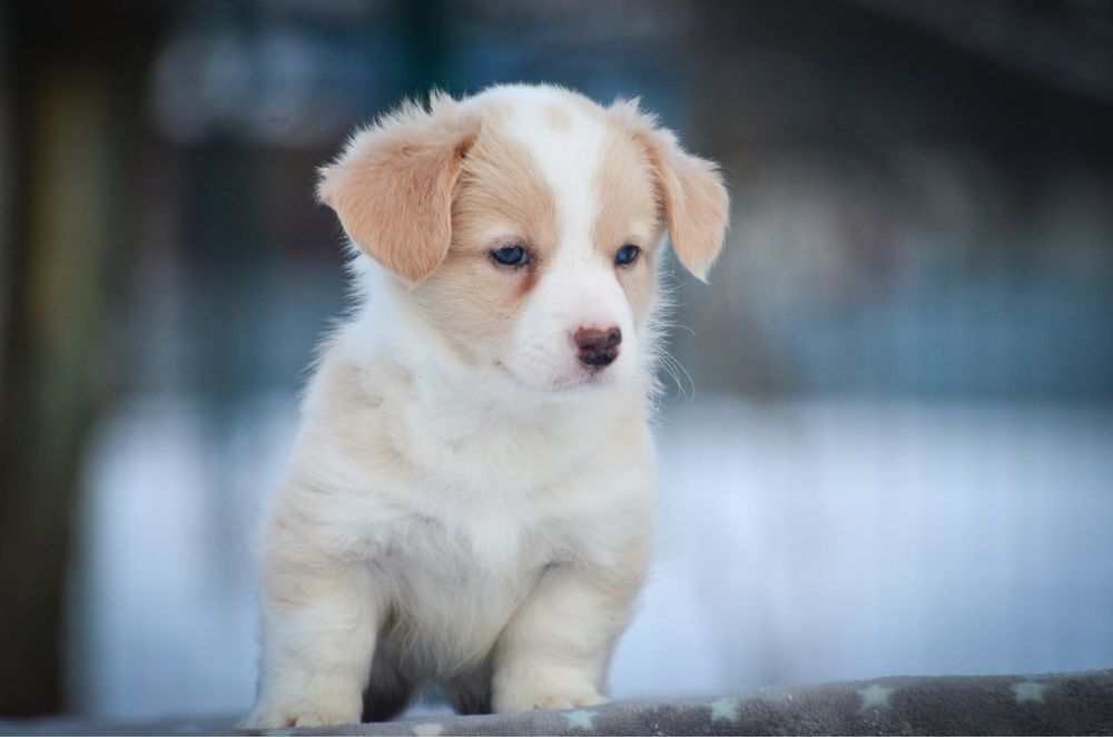 Вельш корги кардиган,девочка