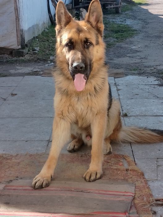 Кобель німецької вівчарки для в'язки.