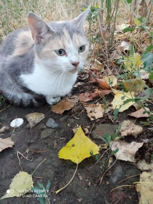 Трьохмасна красуня в любов та турботу