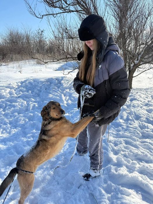 Послуги юного кінолога : вигул, соціалізація, навчання