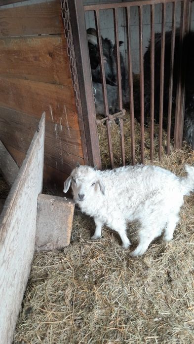 Пухові кози (придонська порода)