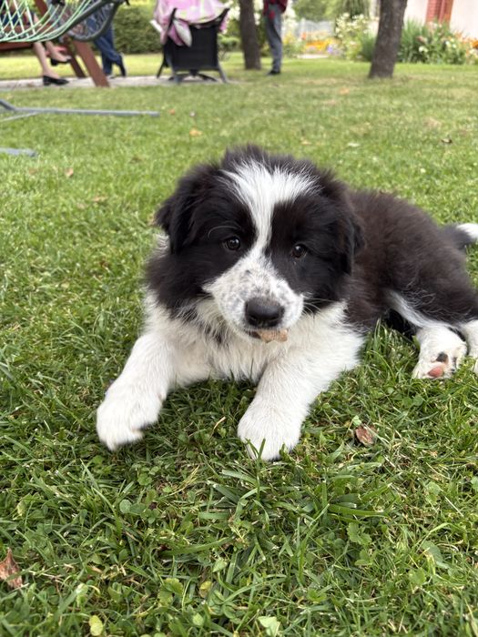 Border Collie czarno biala suczka