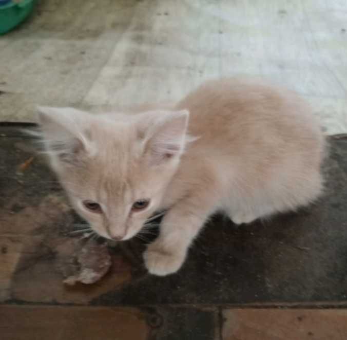 Отдам в хорошие руки котят