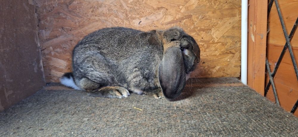 Królik króliki francuski baran szary