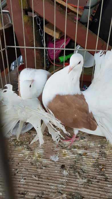 Gołębie Pawiki tarczowe żółte