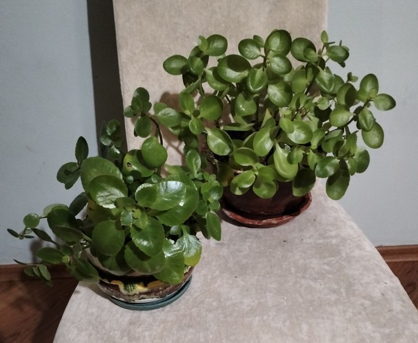 Продам домашние растения