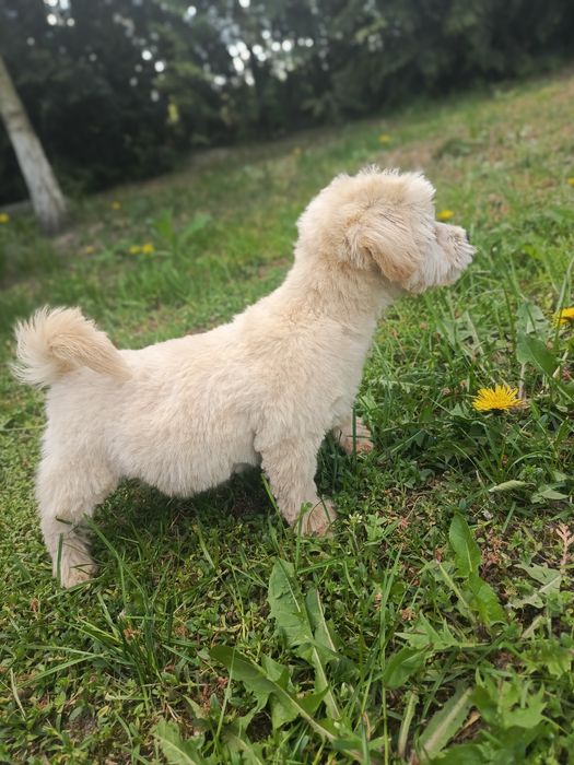 Prześliczny Westipoo Hybryda pudel Toy i west Higland white terrier