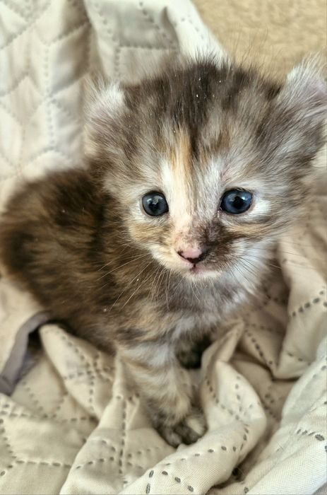 Curl srebrna szylkretka