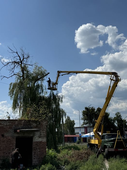 Зріз,обріз,спил будь яких дерев