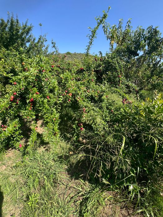 Quinta junto ao rio arado  a 3km de Silves
