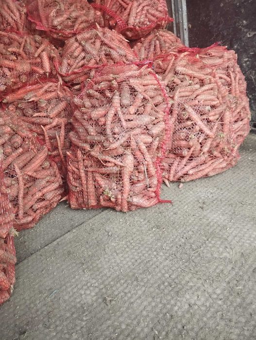 Sprzedam marchew odpadową