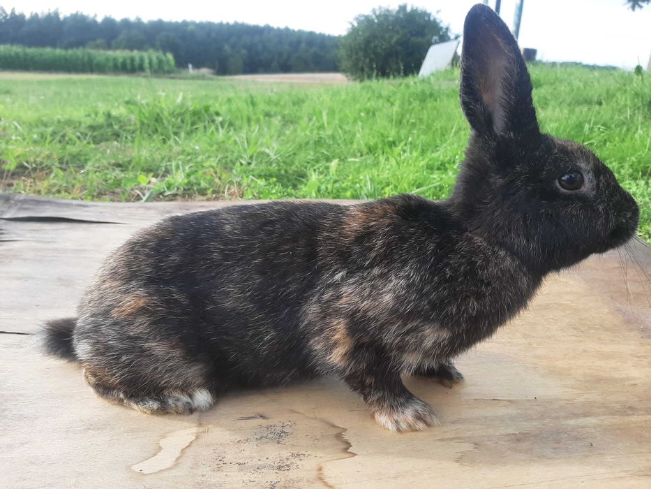 Sprzedam samice rexa