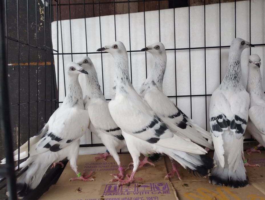 Srebrniak pasiak srebrzysty