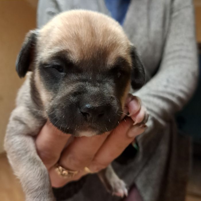 Щенки чудові  невеликі