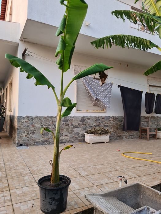 Bananeiras otima qualidade de todos os tamanhos