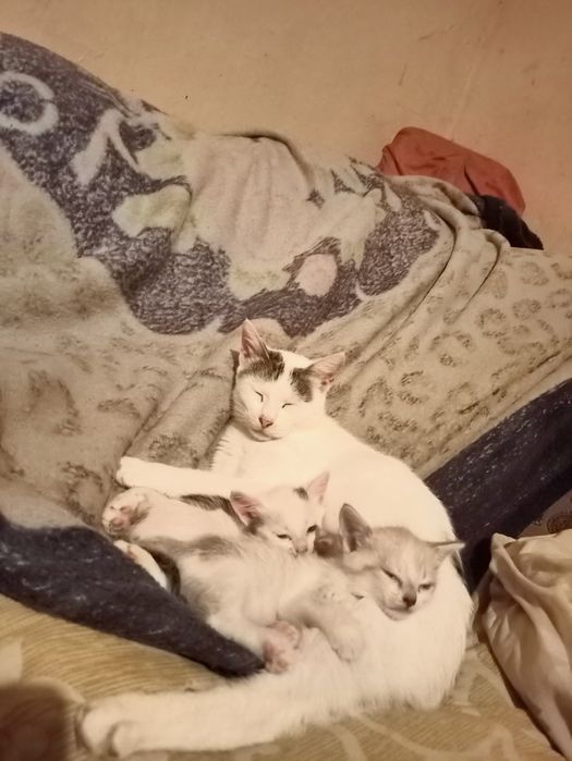 Котики муркотики.