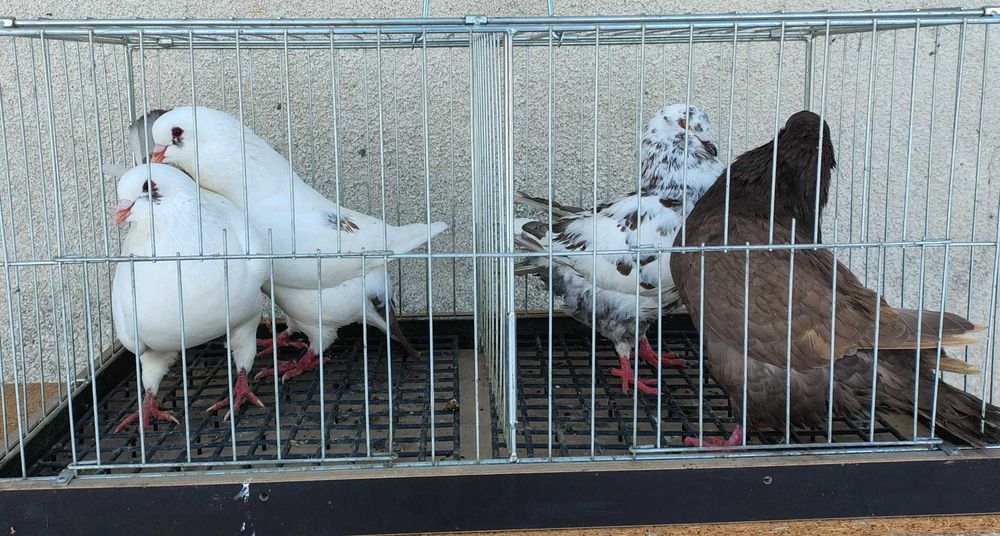 Sprzedam gołębie rasy king