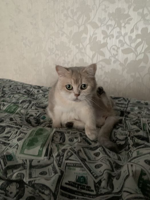 продам Британську кицю з переноскою або без