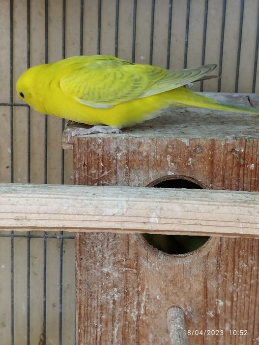 Periquitos australianos. Em Loulé.