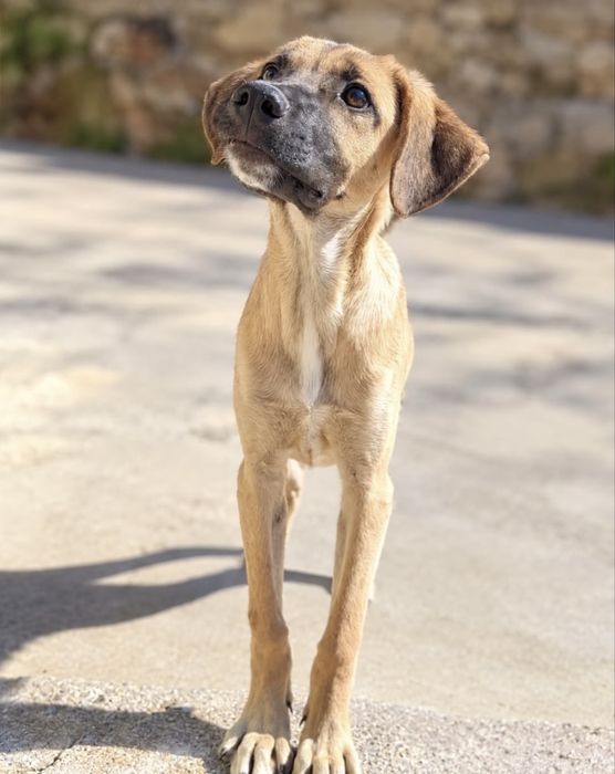 Cãozinho 4 meses para adoção responsável