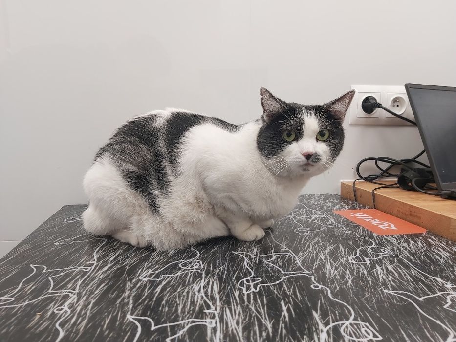 Ok. 4 letnia oaza spokoju - kotka Mania pilnie szuka kochającego domu!