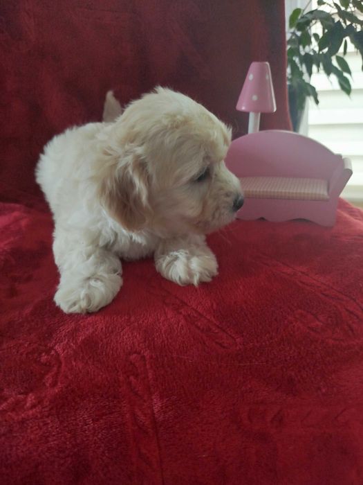 Sprzedam pieski rasy MALTIPO