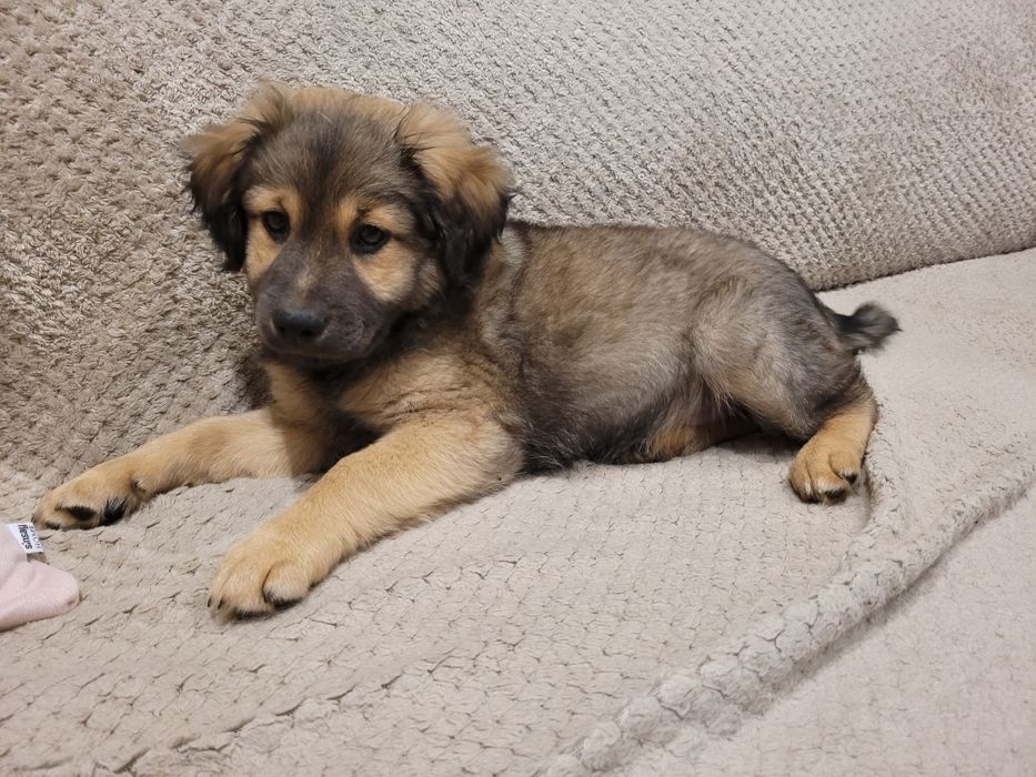 Oddam szczeniaczka kundelka