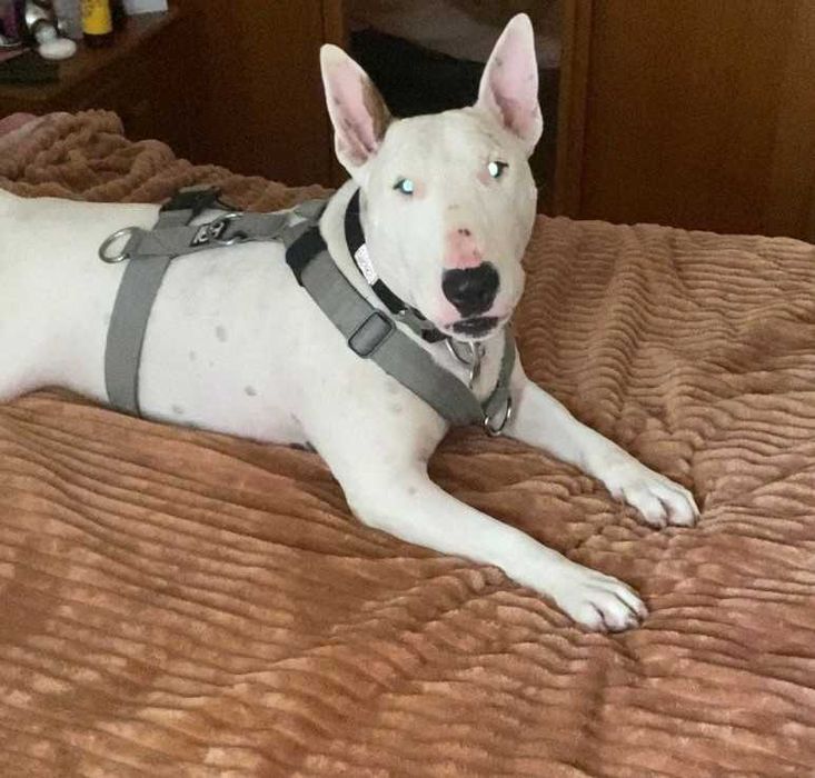 Pet-Sitting -  Vai-se ausentar podemos ficar com o seu patudo