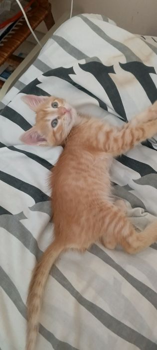 Отдам в добрые руки красивых домашних котят