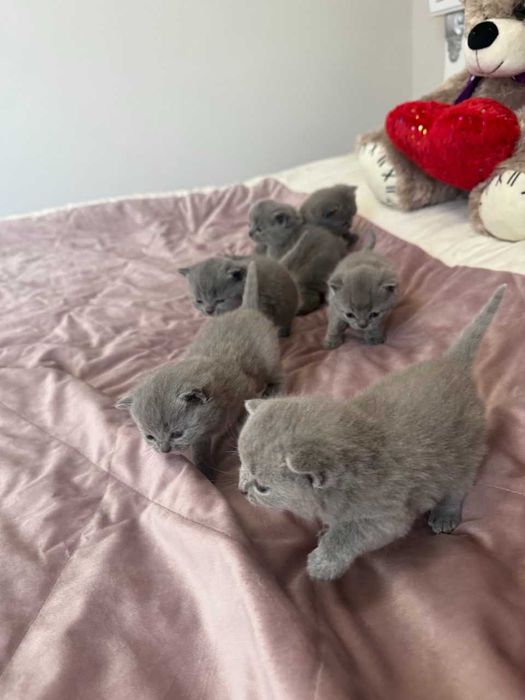 Шотландські чистокровні прямовухі котики.