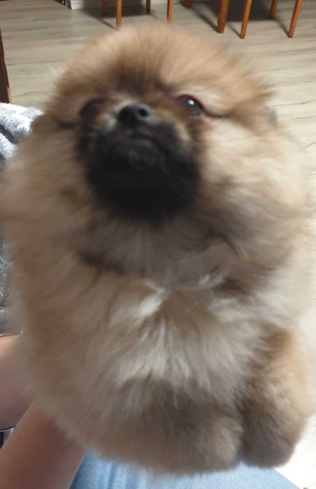 Szpic miniaturowy pomeranian