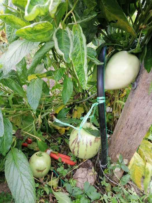 Продам саджанці бамбука, Інжиру,пепіно