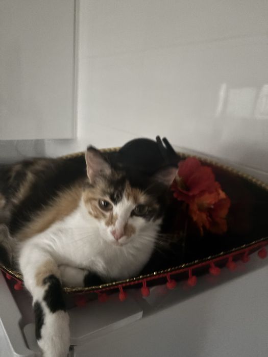 Gatinhos bebes adoção